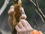 Soins aux arbres 16 mars 22